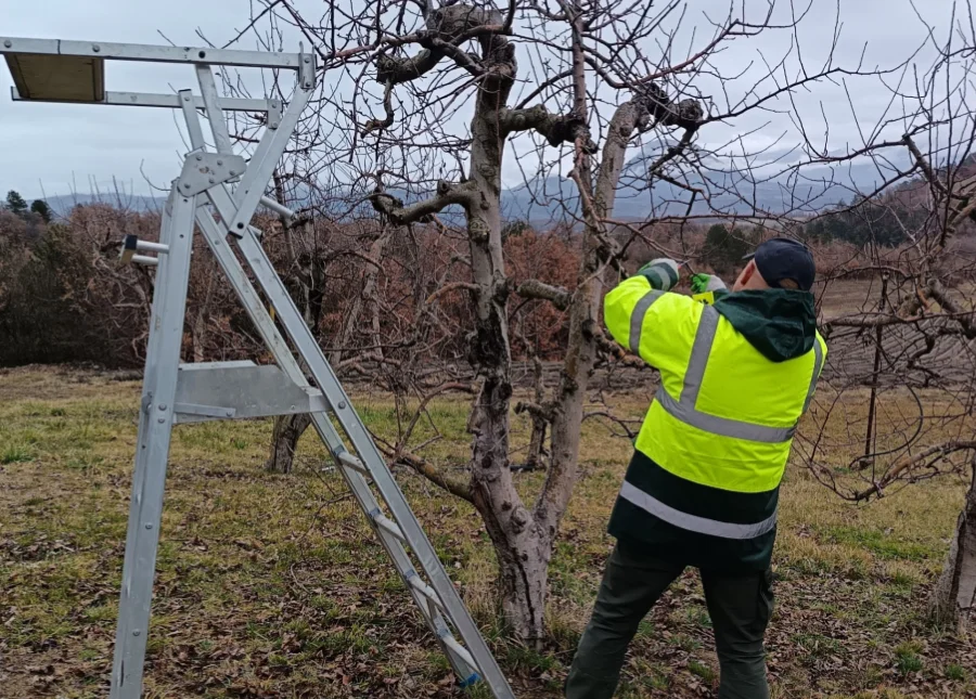 Taille d'un arbre avec sécateur