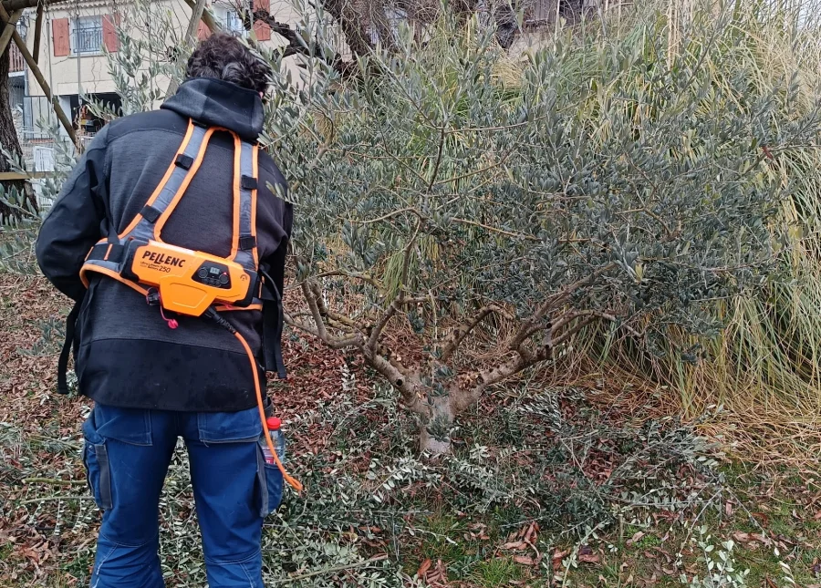 Taille d'un olivier avec sécateur électrique